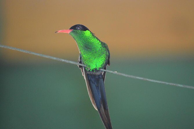 Bird Watching Tour in St Lucia - Key points to know before you go