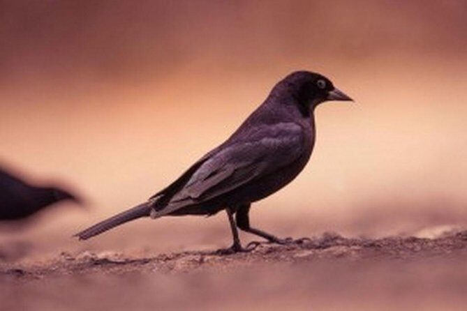 Bird Watching Tour in St Lucia - Cap Estate pickup and the 8:00 am start