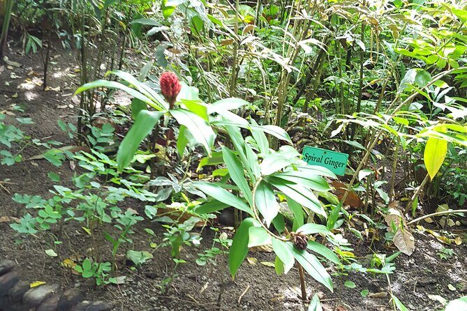 Bird Watching Tour in St Lucia - Light hiking reality: what to bring and how to move comfortably
