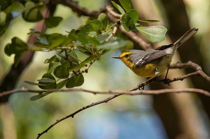 Bird Watching Tour in St Lucia - Price and value: $115 plus a $45 entrance fee