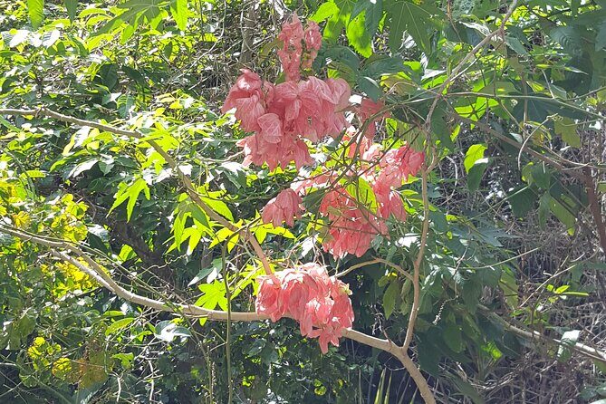 Bird Watching Tour in St Lucia - Duration, pacing, and what the morning feels like