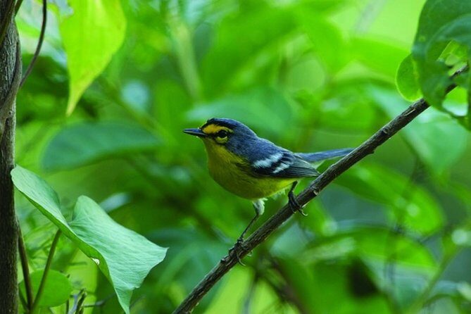 Bird Watching Tour in St Lucia - Where you’ll bird: trails, reserves, and a changing target list