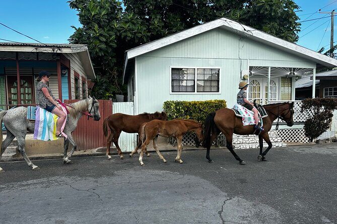 Gros Islet Village Horseback Riding run with Dore's riding Stable - The return ride up to Cap Estate (and how it changes the vibe)