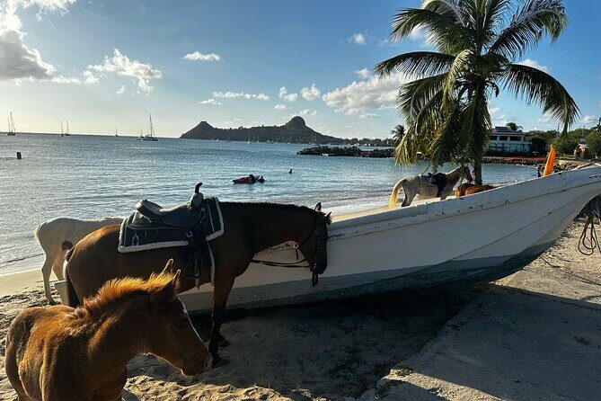 Gros Islet Village Horseback Riding run with Dore's riding Stable - Who this tour fits best in real life