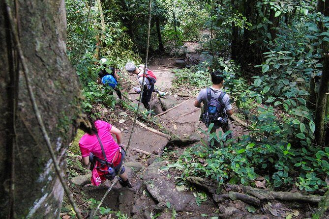 Gros Piton Hiking Adventure - Fond Gens Libre: learning the birds and plants before you spot them