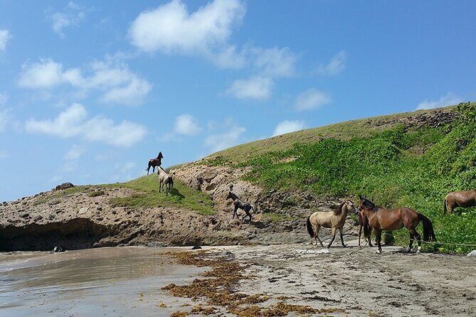 Horseback Riding Adventure Tour in St. Lucia - Why Gros Islet works for an Atlantic beach horse ride