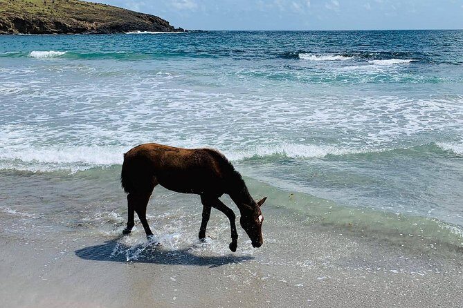 Private Advanced Horseback Beach Ride with Sandy Hoofs St. Lucia - Weather and Rescheduling: Rain or Sun, With Safety First