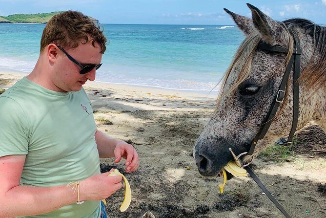 Private Advanced Horseback Beach Ride with Sandy Hoofs St. Lucia - Horse Care Question: How to Think About the One Bad Review