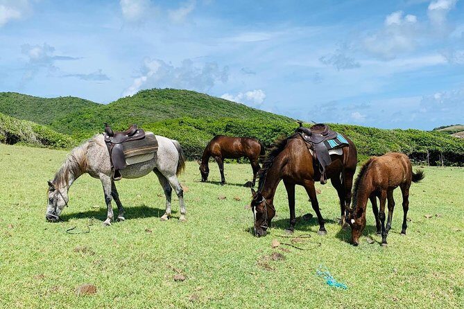 Private Beach Horseback Ride with Sandy Hoofs St. Lucia - Riding Into the Sea: Ocean Swims, Seaweed, and Calm-Weather Reality