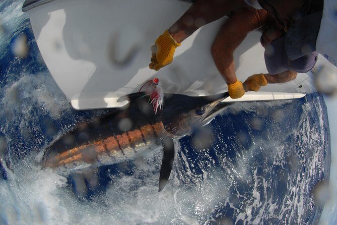 Private Fishing in St Lucia Charters - Target Species: Dorado, Wahoo, Tuna, Sailfish, and Blue Marlin
