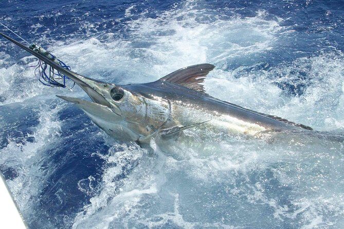 Private Fishing in St Lucia Charters - Vigie Marina Meet-Up: How the Day Starts (and Why It Matters)