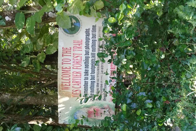 Rain forest and Bird watching - Why Soufriere’s rainforest bird walk is worth your morning