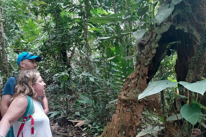 Rain forest and Bird watching - Price and value: what $65 buys in real time