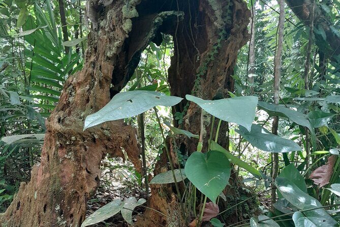 Rain forest and Bird watching - Who should book this rainforest and bird watching tour