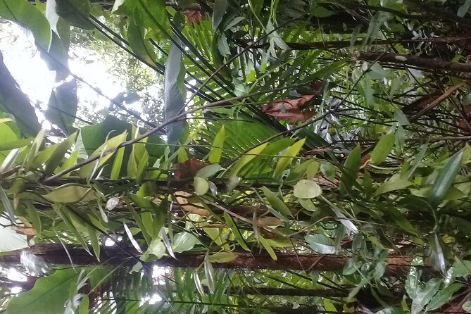 Rain forest and Bird watching - Bird watching in St. Lucia: manage expectations, then enjoy the hunt