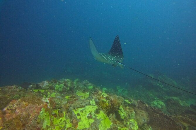 Snorkeling at Pigeon Island - Pickup, meeting point, and how to avoid the start-line scramble