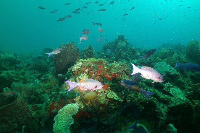 St Lucia Beginner Scuba Diving Tour - Key Highlights Worth Your Time