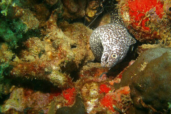 St Lucia Certified Scuba Diving Tour - The Big Picture: A Half-Day That’s Built for Certified Scuba People