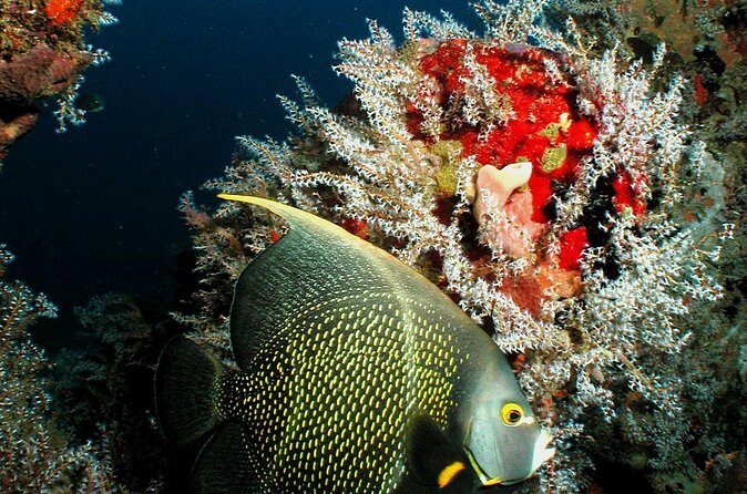 St Lucia Certified Scuba Diving Tour - The Site Options: Anse Chastanet, Soufriere Drift, and Anse Cochon Wrecks
