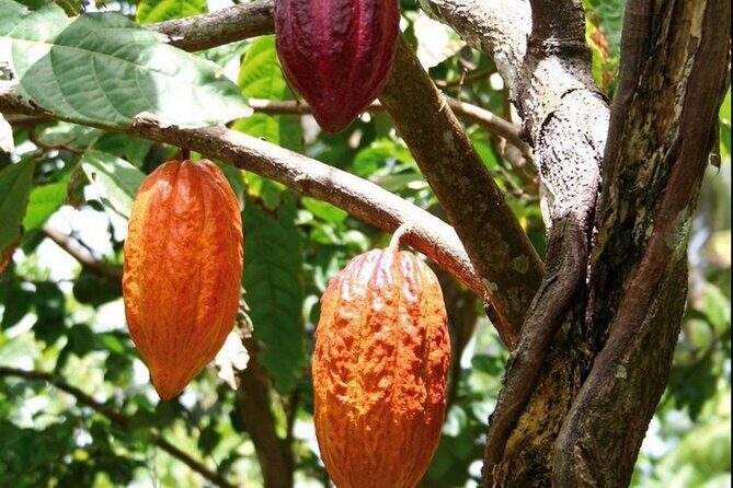 St Lucia Chocolate Making Marigot Bay & Souvenir Shopping - Marigot Bay Photo Stop: The Coast in 15 Minutes