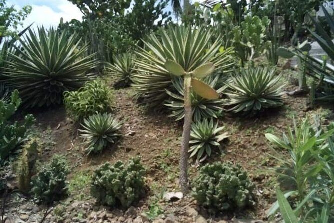 St Lucia Northern Island Tour - Who this tour suits best