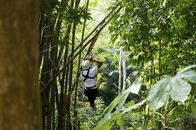 Treetop Canopy Adventure - Flying the canopy: 11 ziplines and 2 net bridges above the rainforest