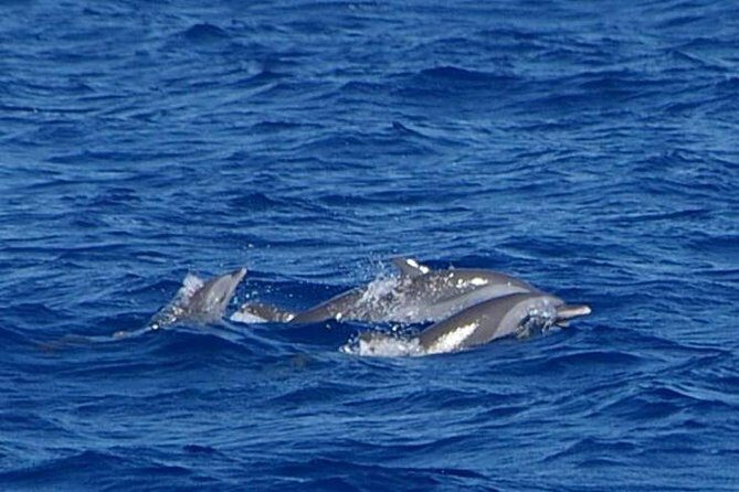 Whale and Dolphin Watching Cruise in St Lucia - The Marine Expert: How You Get Better Than Pure Luck